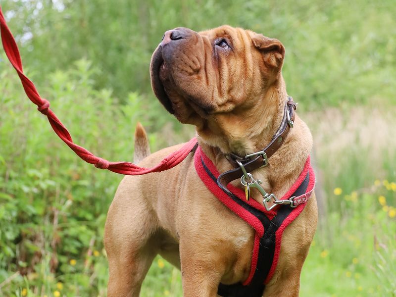 undefined | Shar Pei Cross | undefined - 9