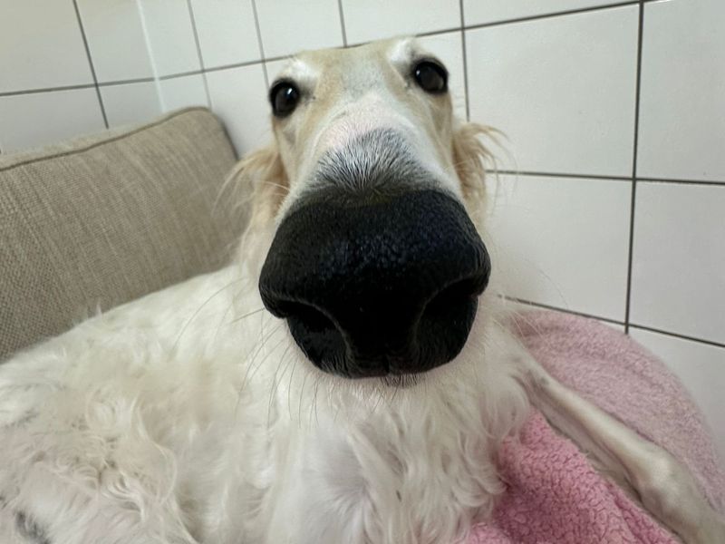 Adopt a Borzoi Rescue Dog Zara Dogs Trust