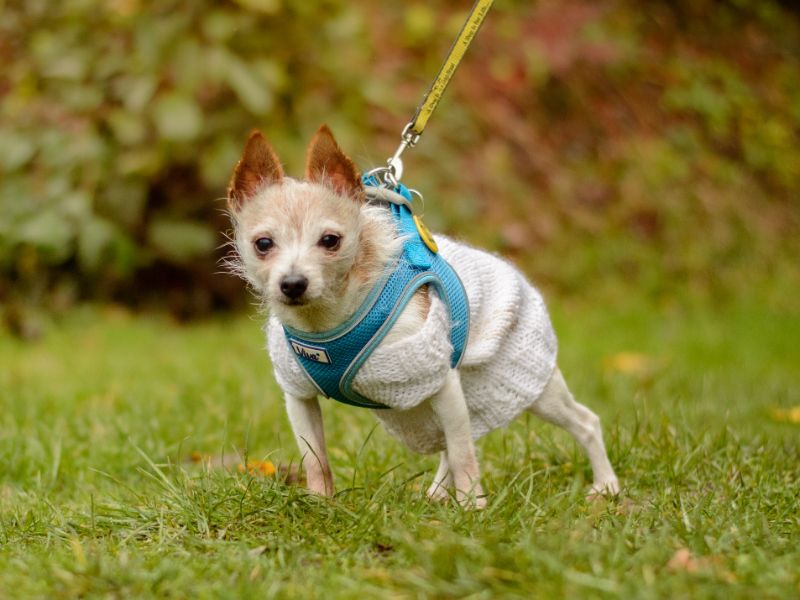 Jack Russell Terrier for adoption in Kenilworth, Warks – 10 years old
