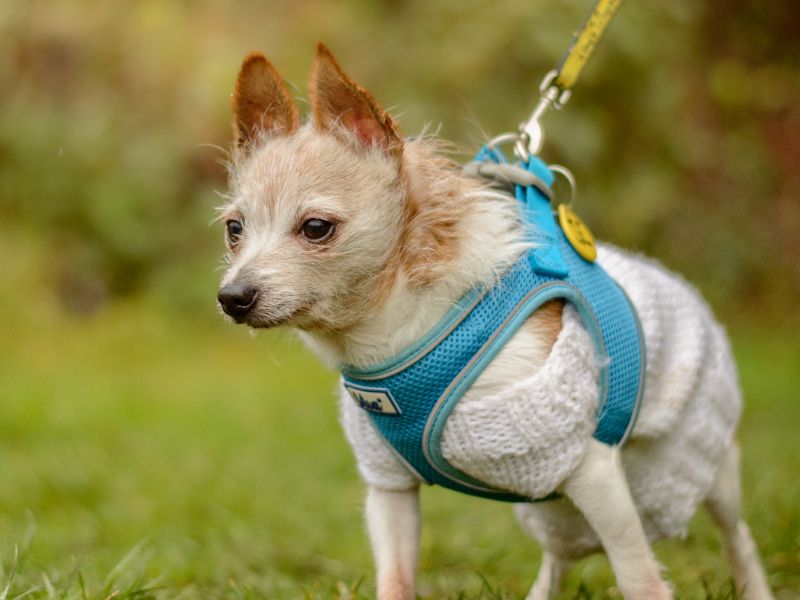 Jack Russell Terrier for adoption in Kenilworth, Warks – 10 years old - Image 3 of 3