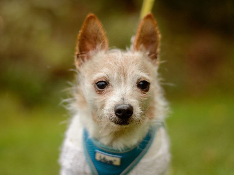 Jack Russell Terrier for adoption in Kenilworth, Warks – 10 years old - Image 2 of 3