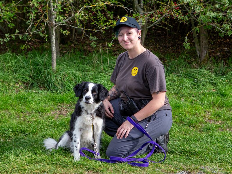 Rosie | Collie (Border) Cross | Loughborough - 3