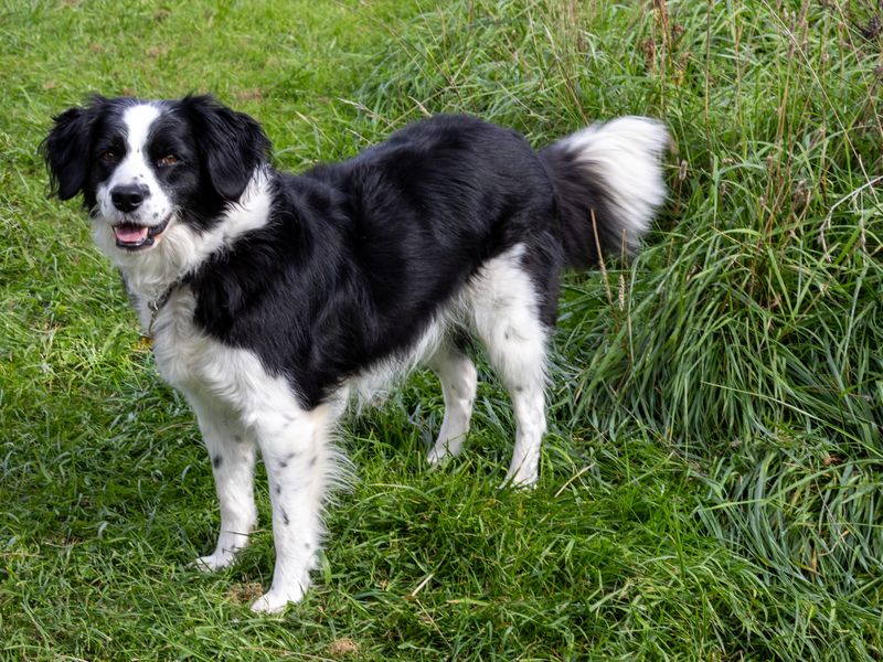 Rosie | Collie (Border) Cross | Loughborough - 2