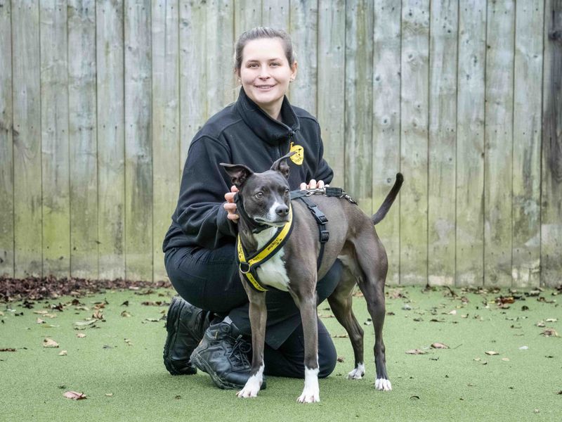 Pingu | Crossbreed | Loughborough - 1