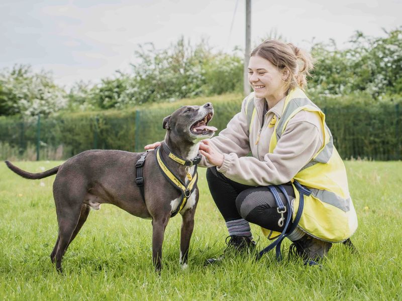 Pingu | Crossbreed | Loughborough - 1