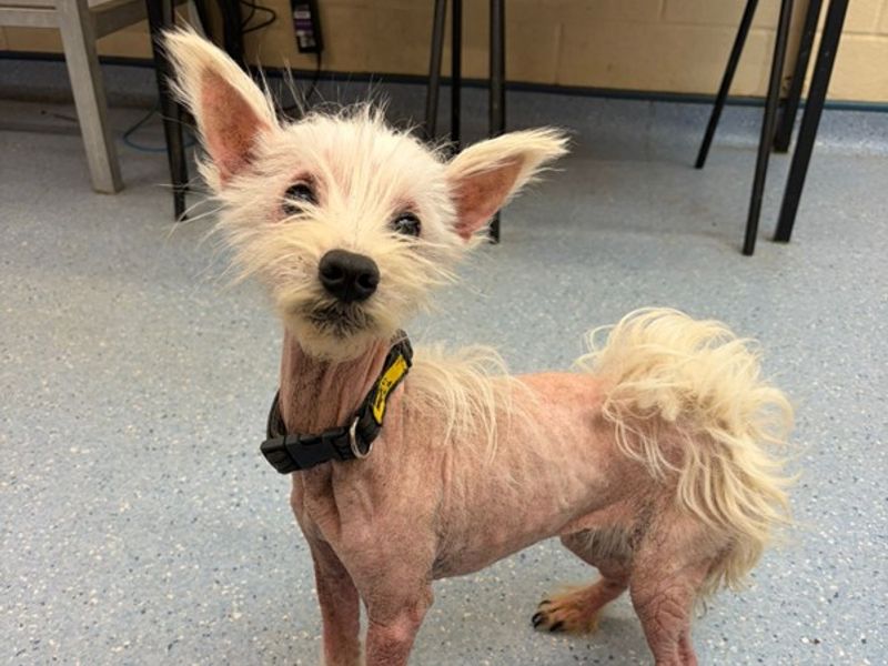 Dolly | Terrier (West Highland White) | Loughborough - 1