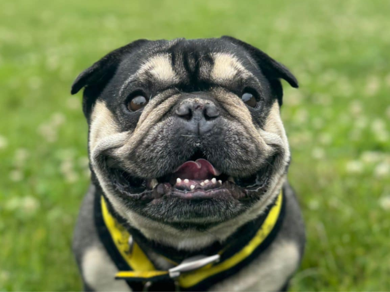 George for sale in Mid Glamorgan, Wales