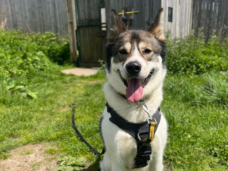 Pitbull husky mix for hot sale adoption