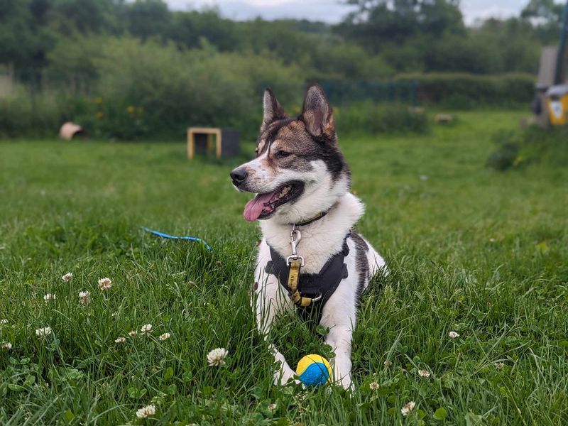 Connie | Siberian Husky Cross | Canterbury - 1