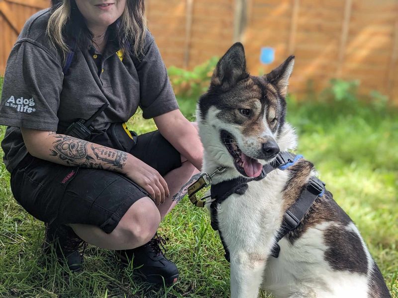 Siberian Husky for adoption in Mid Glamorgan, Wales – 6 years old - Image 3 of 4