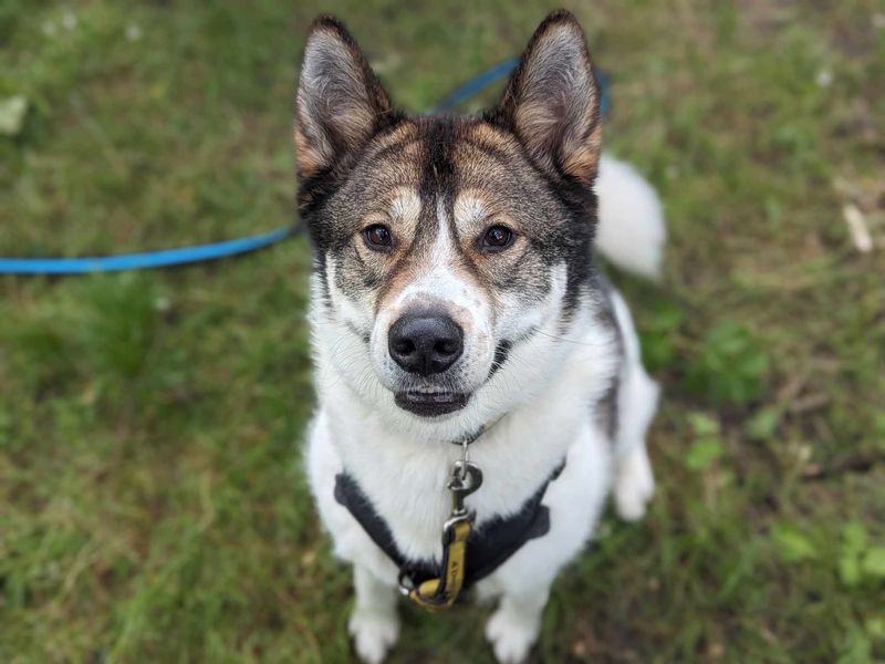 Siberian Husky for adoption in Mid Glamorgan, Wales – 6 years old - Image 4 of 4