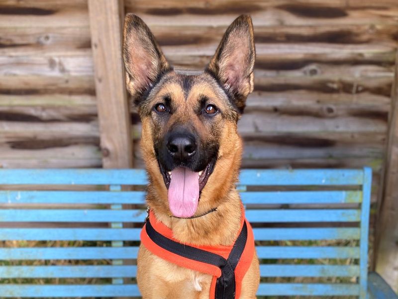 German Shepherd puppies for sale in Wymeswold – 5 years old