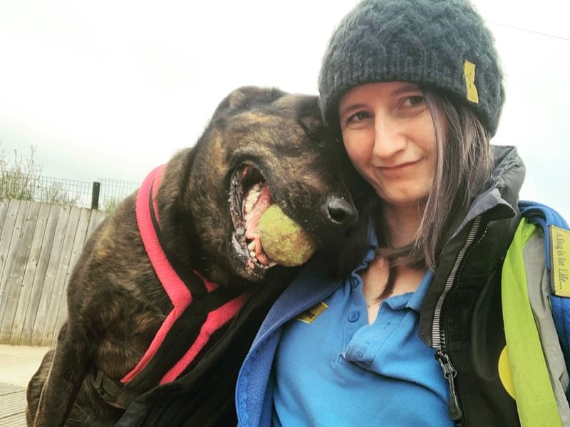 Holly | Mastiff Cross | Loughborough - 1