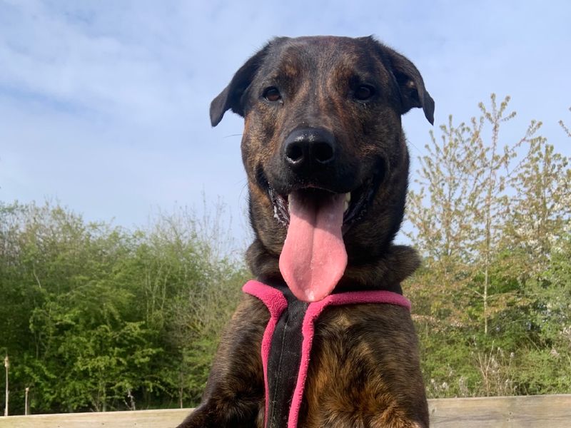 Mastiff for adoption in Wymeswold, Leicestershire – 5 years old - Image 10 of 10