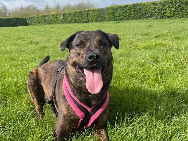 Mastiff for adoption in Wymeswold, Leicestershire – 5 years old - Image 8 of 10