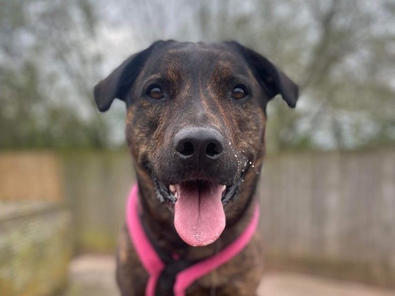 Mastiff for adoption in Wymeswold, Leicestershire – 5 years old