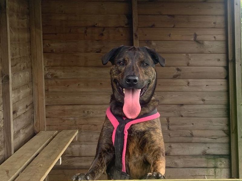 undefined | Mastiff Cross | undefined - 5