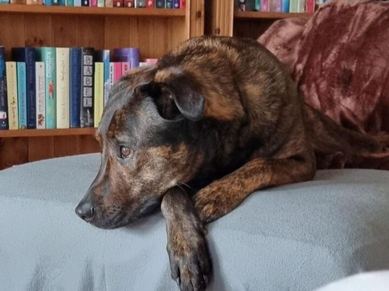 Mastiff for adoption in Wymeswold, Leicestershire – 5 years old - Image 5 of 10