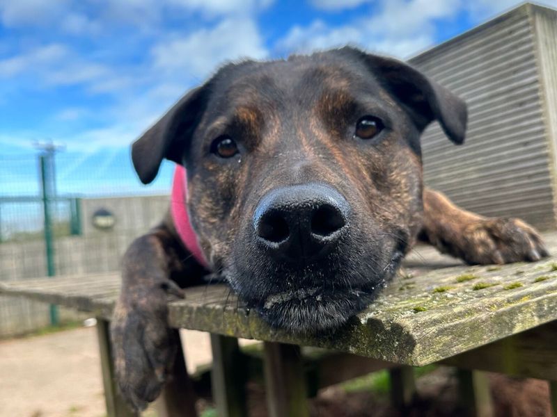Mastiff for adoption in Wymeswold, Leicestershire – 5 years old - Image 9 of 10