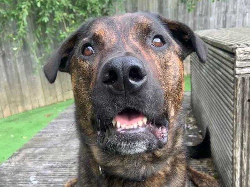 undefined | Mastiff Cross | undefined - 3