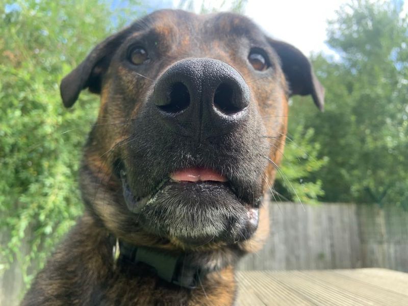undefined | Mastiff Cross | undefined - 12