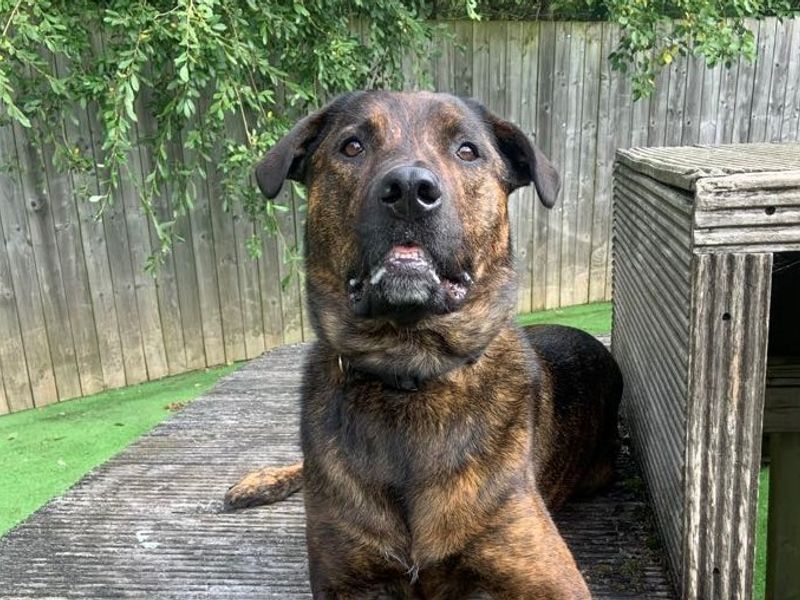 undefined | Mastiff Cross | undefined - 10