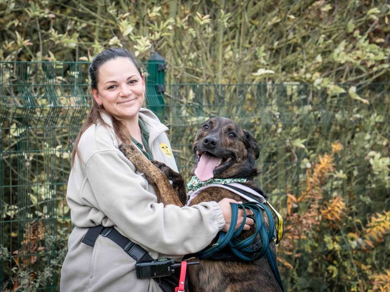 undefined | Mastiff Cross | undefined - 4