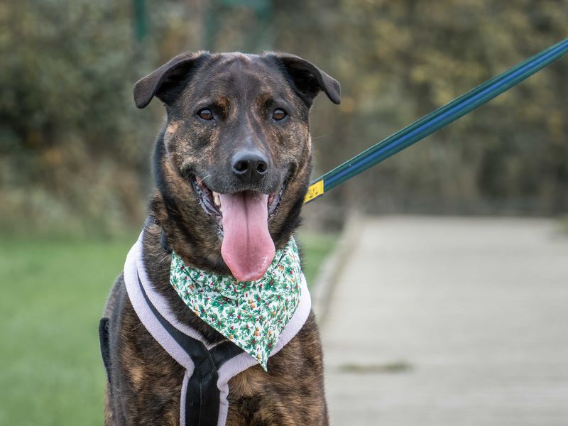 undefined | Mastiff Cross | undefined - 6