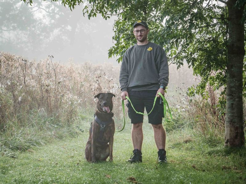 Holly | Mastiff Cross | Loughborough - 7