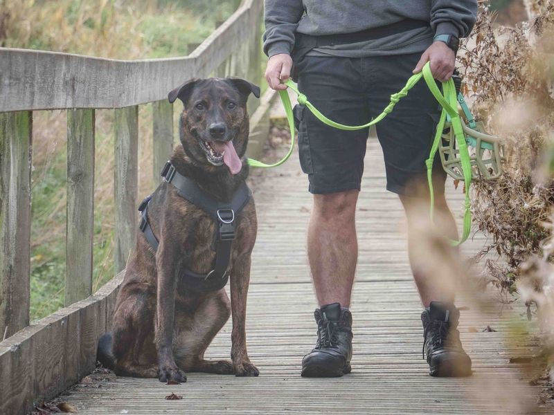 Holly | Mastiff Cross | Loughborough - 10
