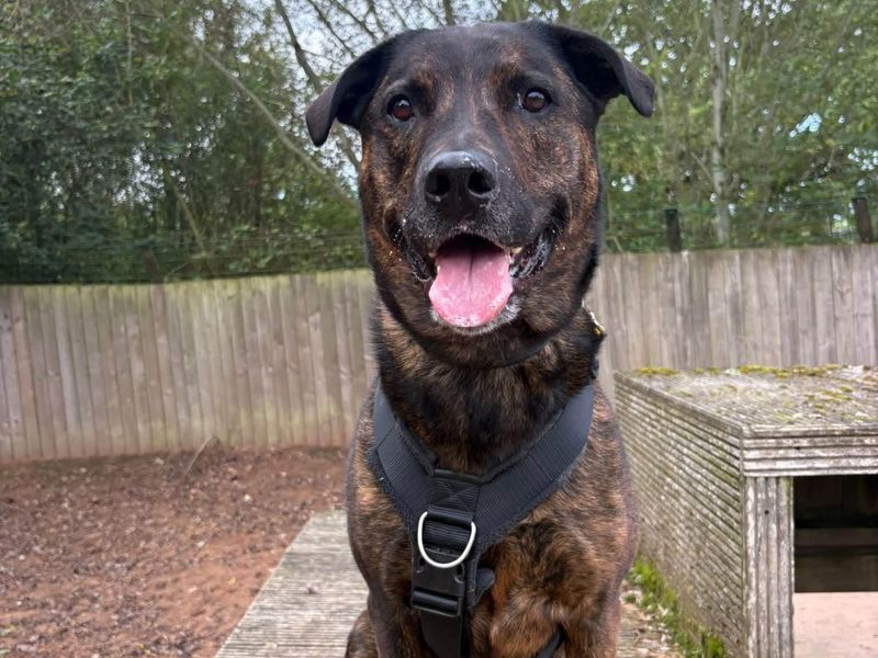 Holly | Mastiff Cross | Loughborough - 11