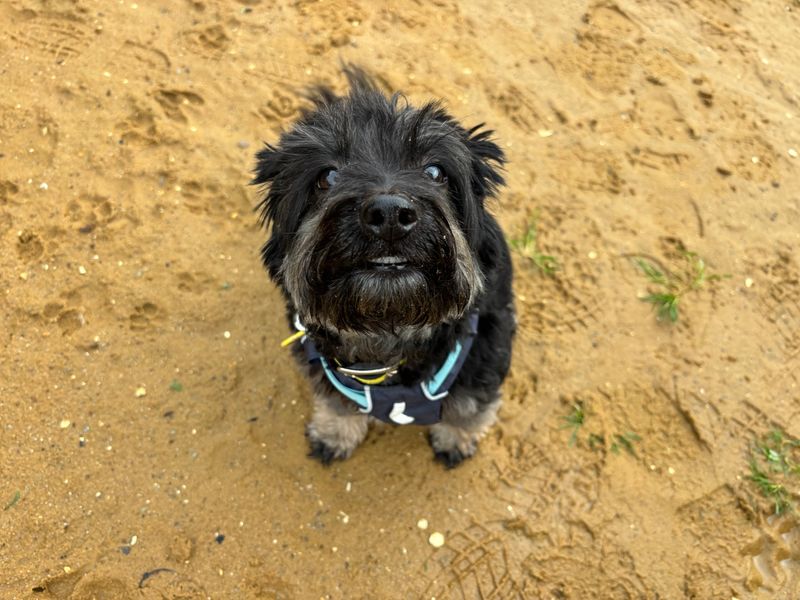 Jack Russell Terrier for adoption in Newton Tony, Wiltshire – 6 years old - Image 2 of 2