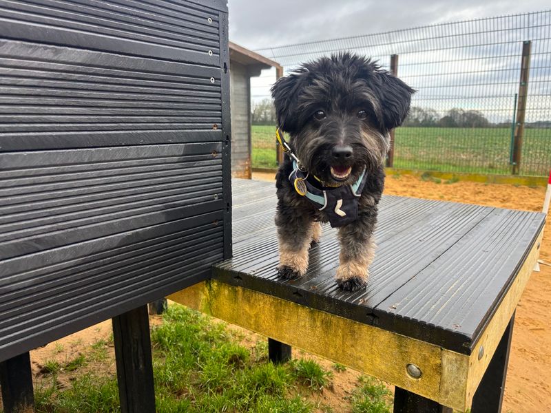 Obi | Terrier (Jack Russell) Cross | Salisbury (Wiltshire) - 1