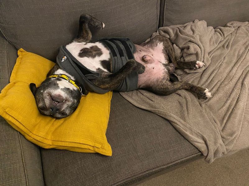 Staffordshire Bull Terrier Dogs And Puppies For Adoption