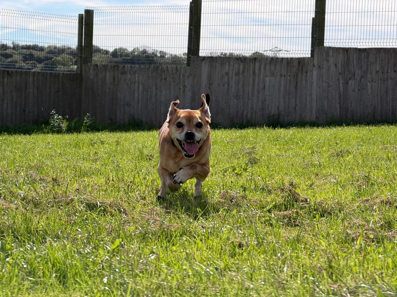 Reggie | Pug Cross | Bridgend (Wales) - 2