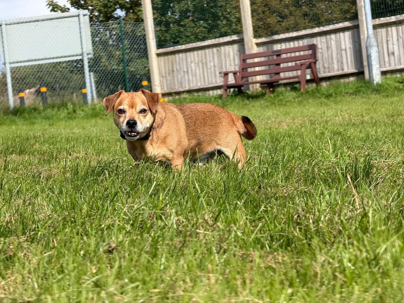 Reggie | Pug Cross | Bridgend (Wales) - 3
