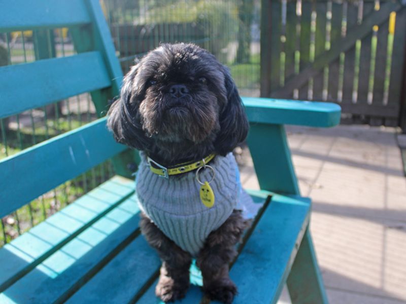 Shih Tzu for adoption in Liverpool, Merseyside – 8 years old - Image 2 of 3