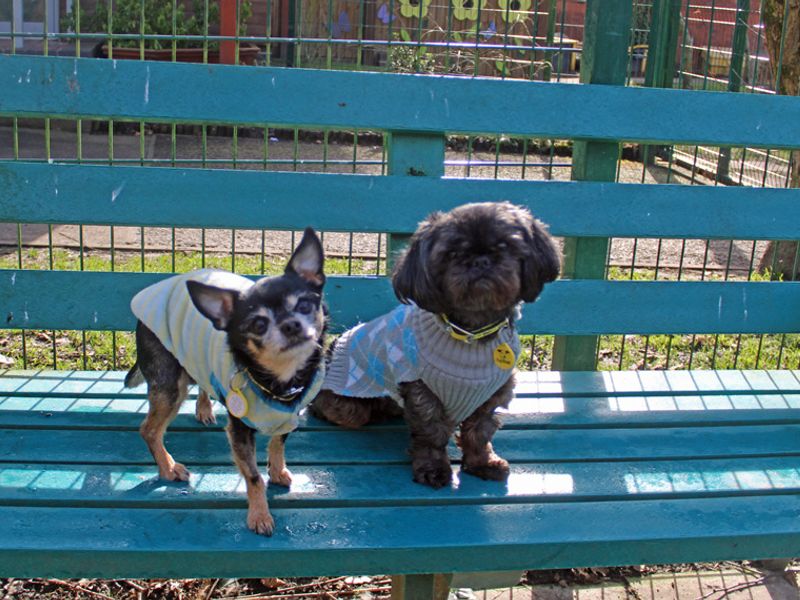 Shih Tzu for adoption in Liverpool, Merseyside – 8 years old - Image 3 of 3