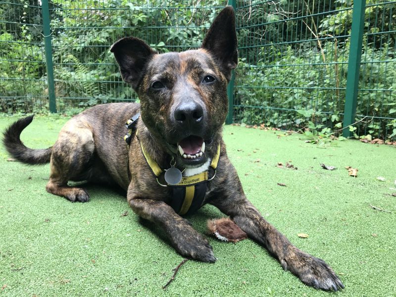 Staffordshire Bull Terrier for adoption in Ilfracombe, North Devon – 5 years old - Image 2 of 6
