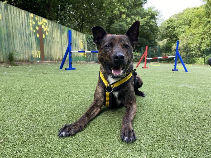 Staffordshire Bull Terrier for adoption in Ilfracombe, North Devon – 5 years old - Image 3 of 6