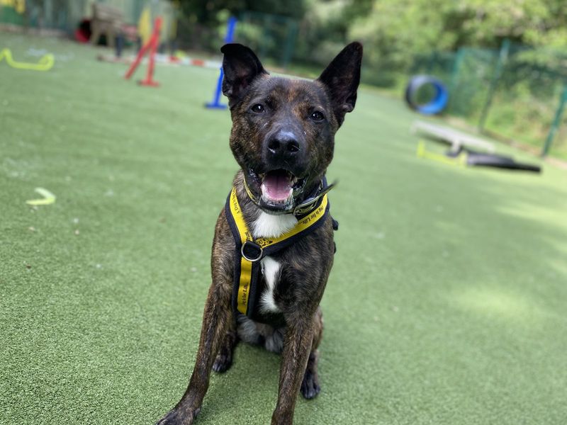 Staffordshire Bull Terrier for adoption in Ilfracombe, North Devon – 5 years old - Image 6 of 6