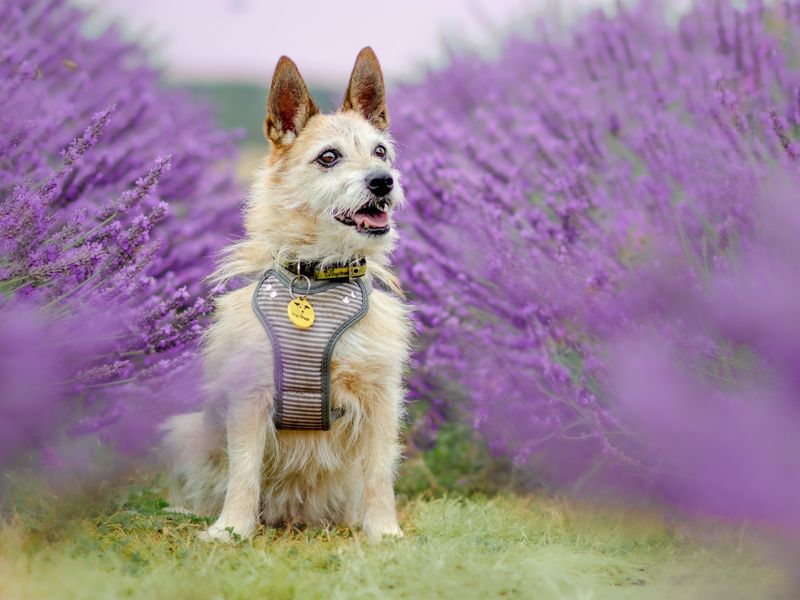 Adopt a Terrier (Cairn) Cross Rescue Dog | Poppy | Dogs Trust Adopt a Terrier (Cairn) Cross Rescue Dog | Poppy | Dogs Trust