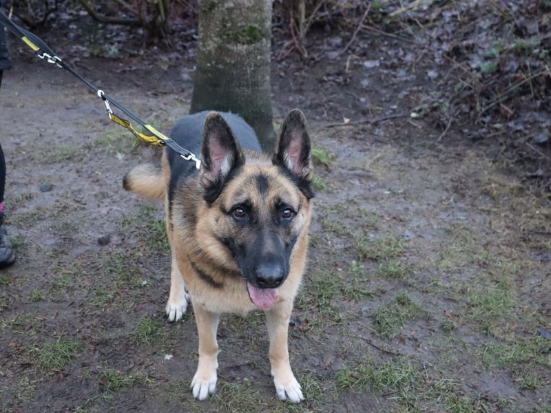 German Shepherd for adoption in Glasgow, Scotland – 6 years old