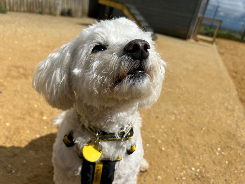 Casper | Maltese | Salisbury (Wiltshire) - 1