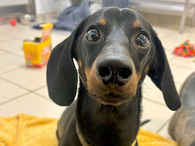 Benny for sale in Leeds, Yorkshire
