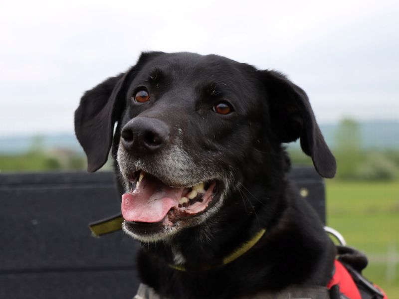 Toby | Retriever (Labrador) Cross | Evesham (Worcestershire) - 1