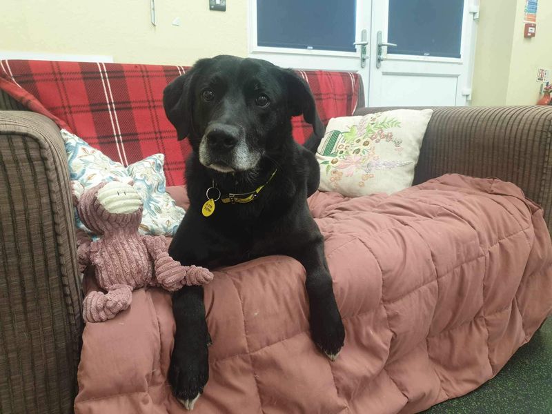 Tobias | Retriever (Labrador) Cross | Evesham (Worcestershire) - 1