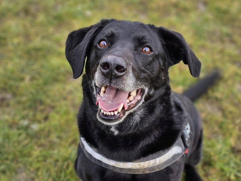 undefined | Retriever (Labrador) Cross | undefined - 7
