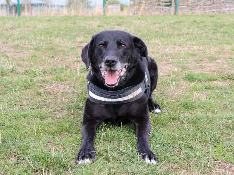 undefined | Retriever (Labrador) Cross | undefined - 10