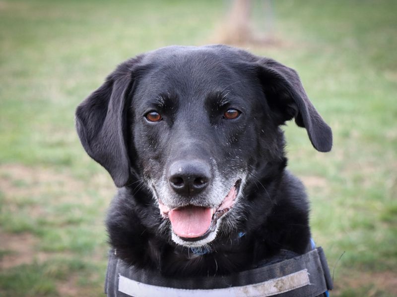 Tobias | Retriever (Labrador) Cross | Evesham (Worcestershire) - 1